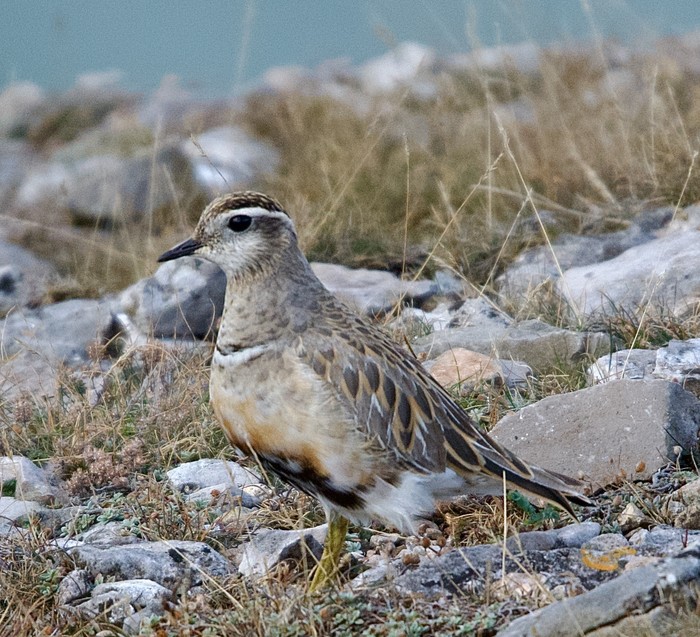 Dotterel