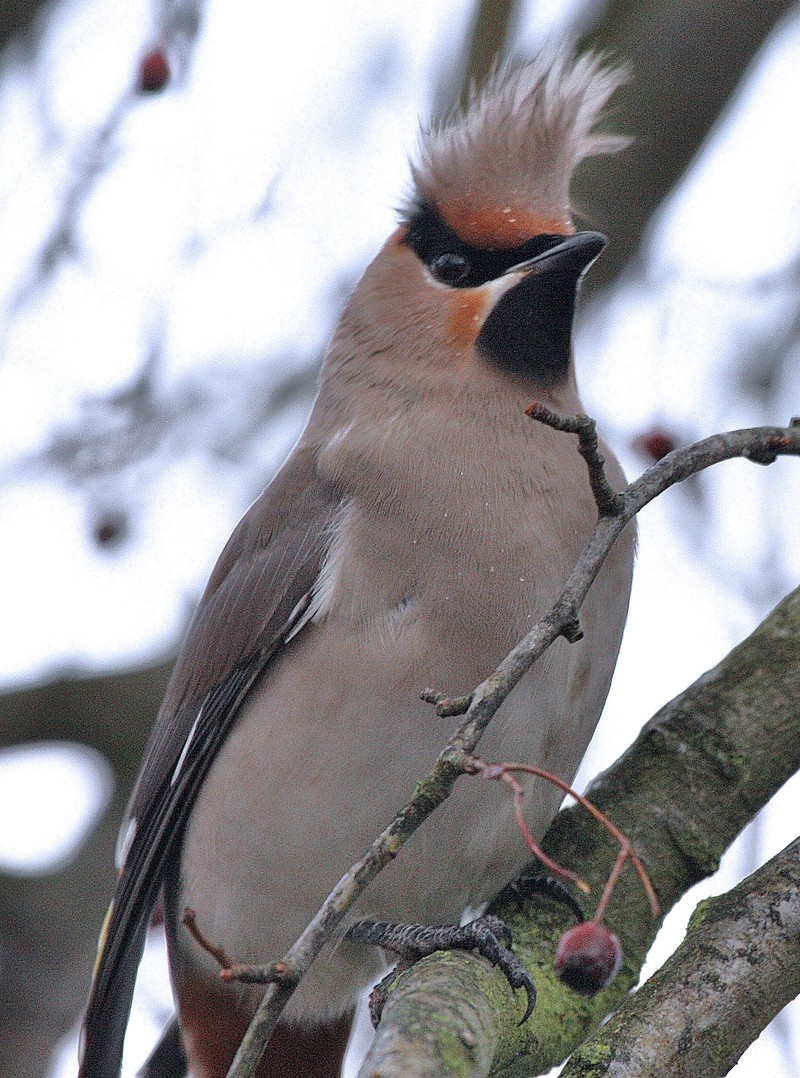 Waxwing
