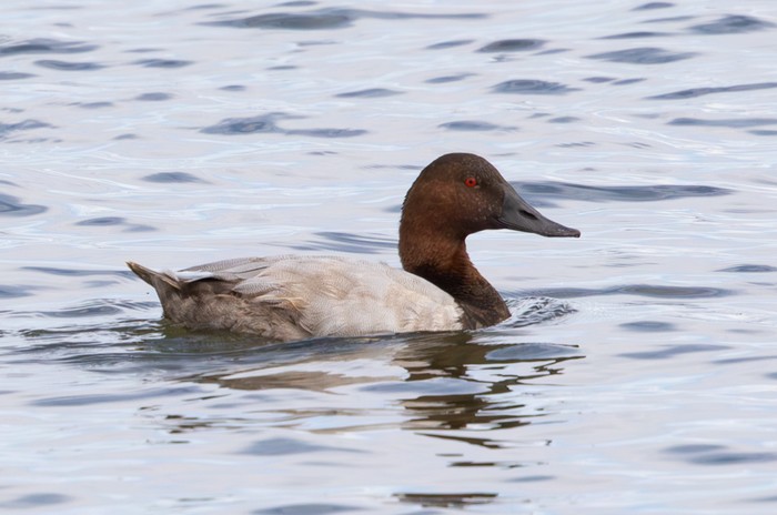 Canvasback