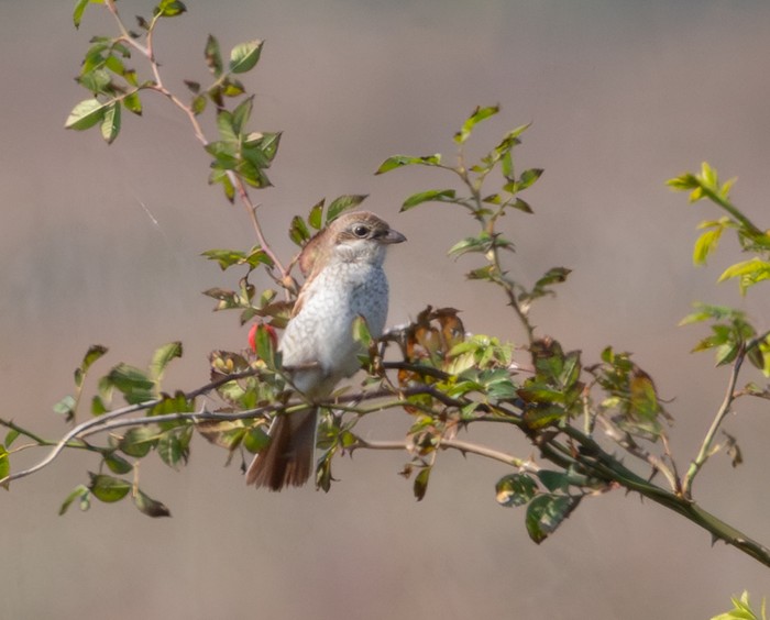 Red-backed Shrike