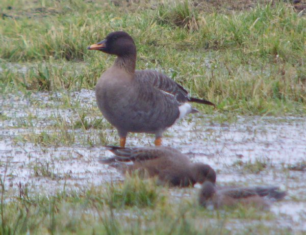 Tundra Bean Goose