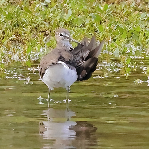 Green Sandpiper