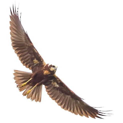 Marsh Harrier