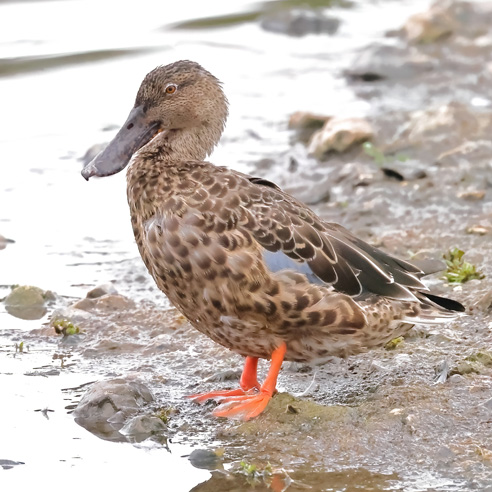 Shoveler