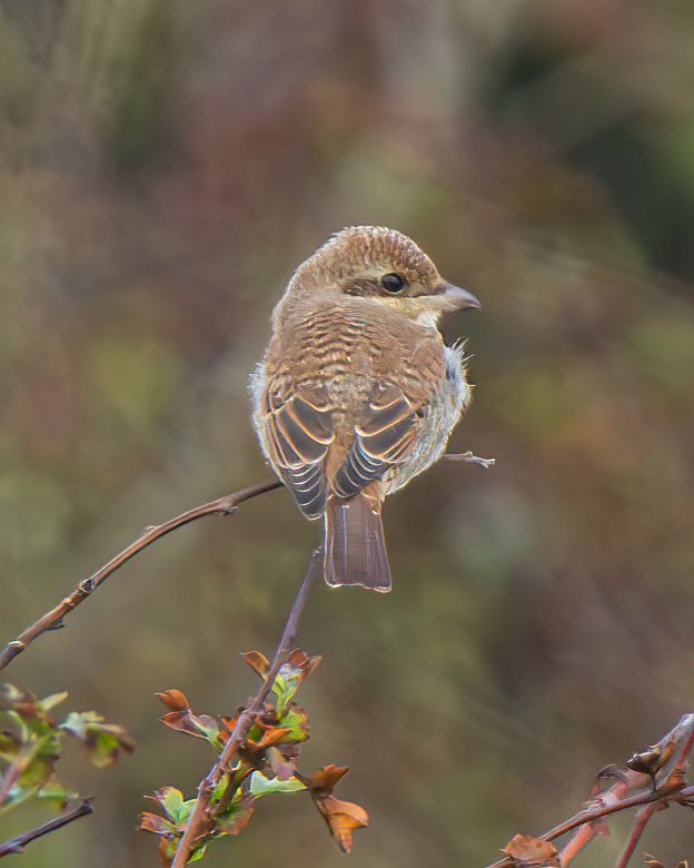 Red-backed Shrike