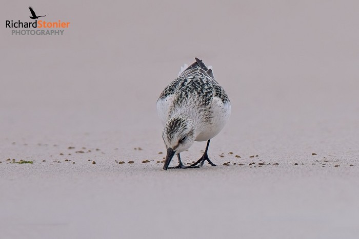 Sanderling