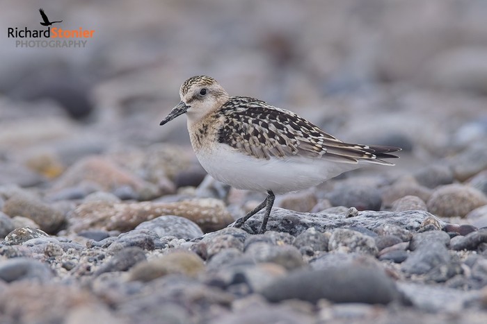 Sanderling