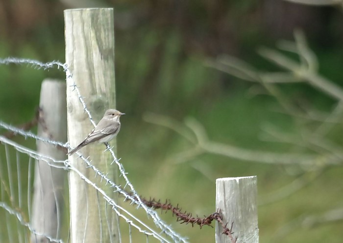 Spotted Flycatcher