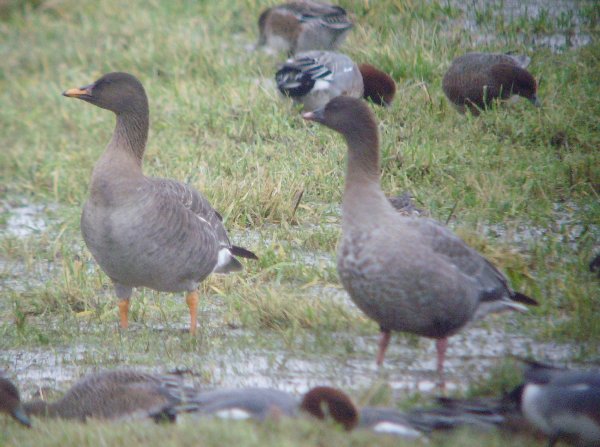 Tundra Bean Goose