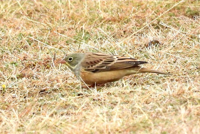 Ortolan Bunting