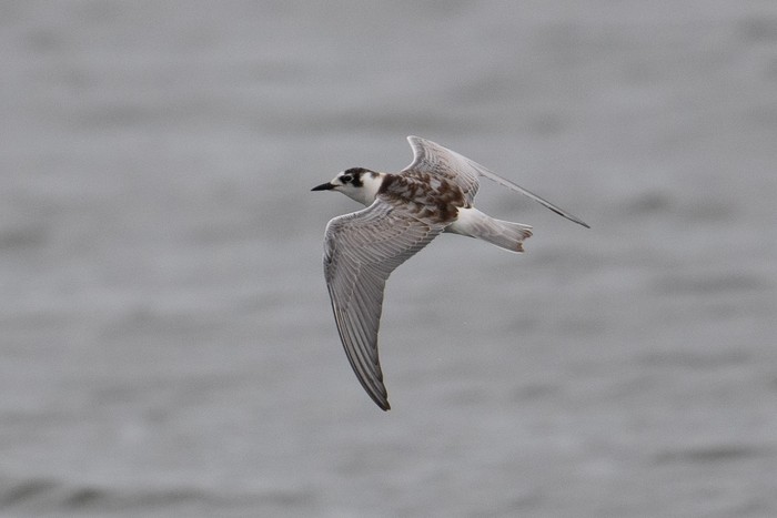 White-winged Black Tern