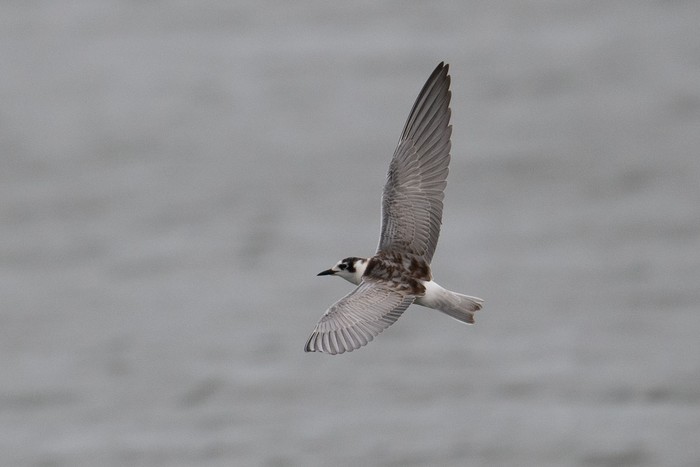 White-winged Black Tern