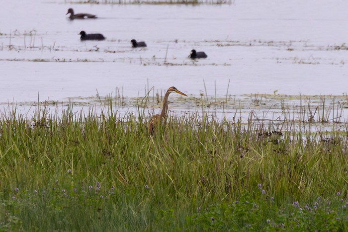 Purple Heron