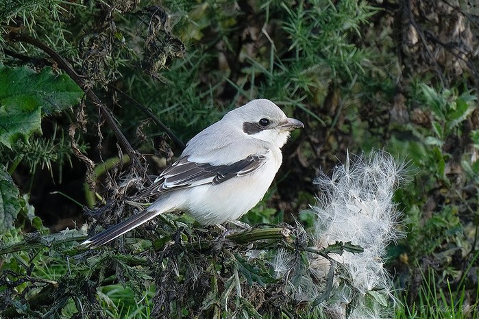 Steppe Grey Shrike