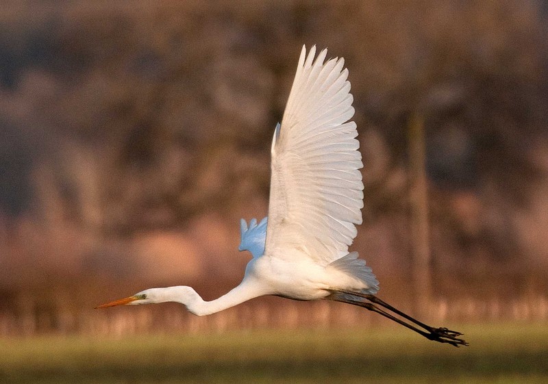 Great White Egret