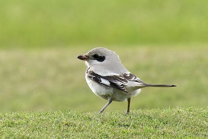 Steppe Grey Shrike