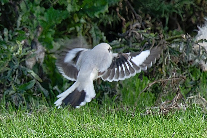 Steppe Grey Shrike