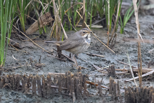 Bluethroat