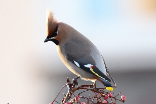 Waxwing