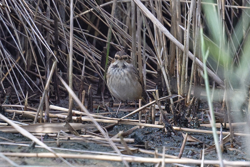 Bluethroat