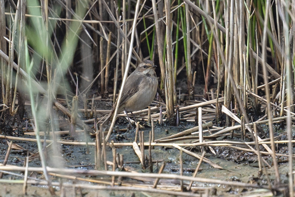 Bluethroat