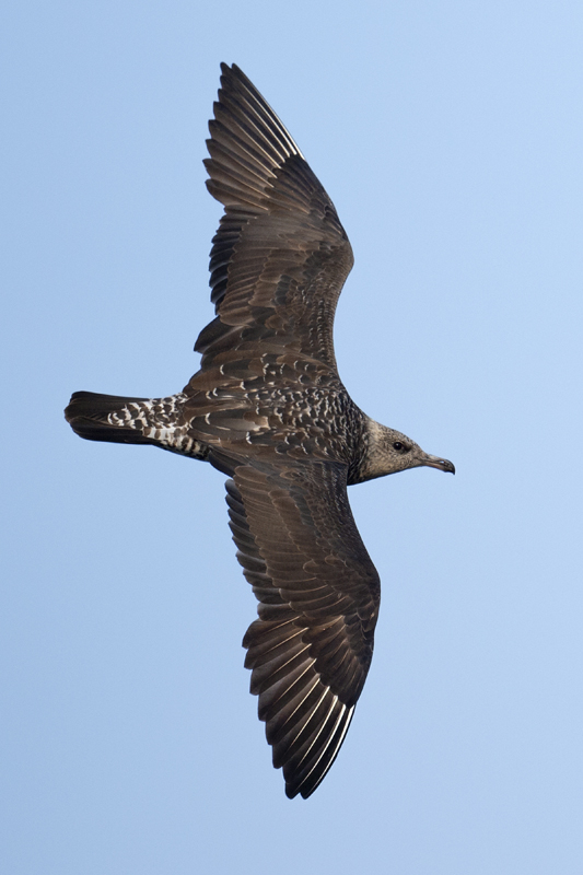 Pomarine Skua