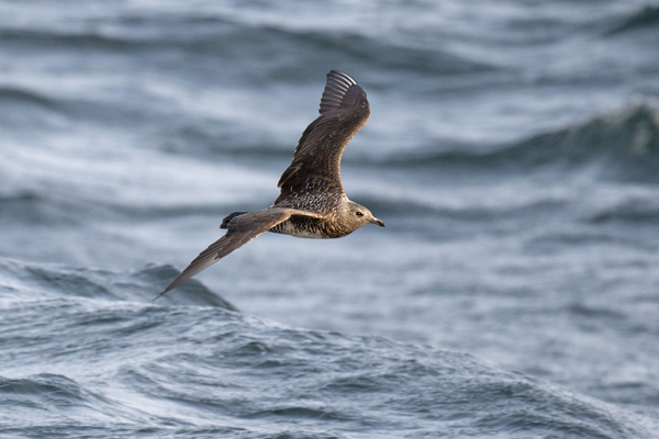 Pomarine Skua