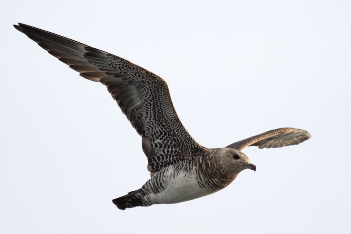 Pomarine Skua