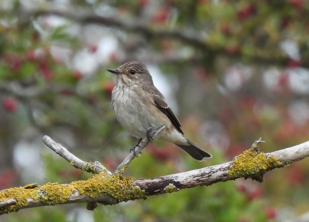 Spotted Flycatcher