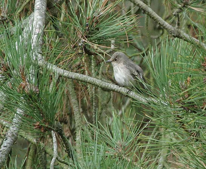 Spotted Flycatcher