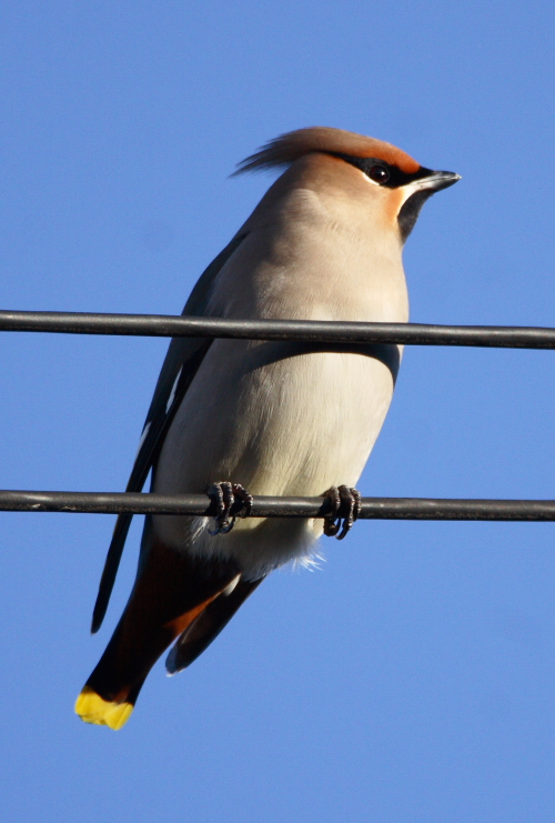 Waxwing