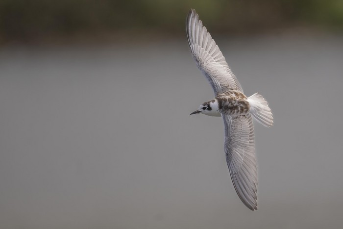 White-winged Black Tern