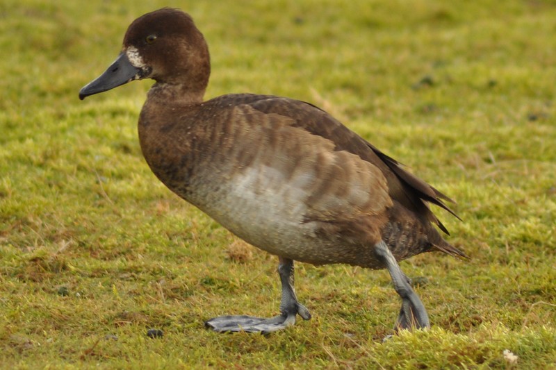 Tufted Duck (or hybrid)