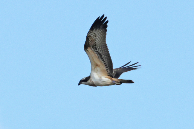 Osprey