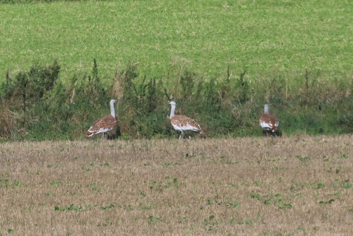 Great Bustard