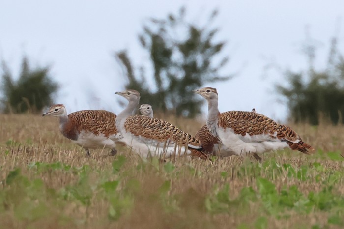 Great Bustard