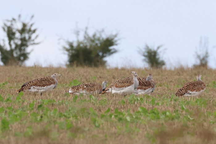 Great Bustard