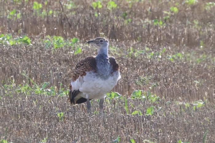 Great Bustard