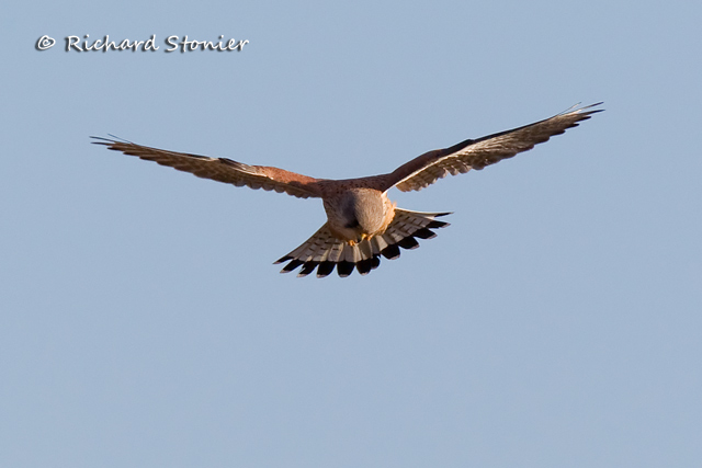 Kestrel