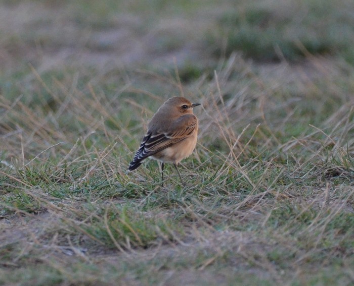Wheatear