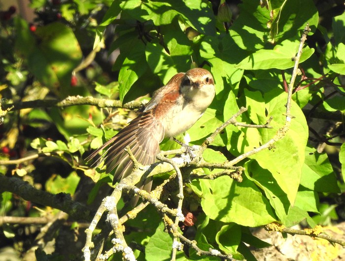 Red-backed Shrike