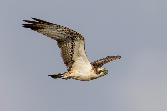 Osprey