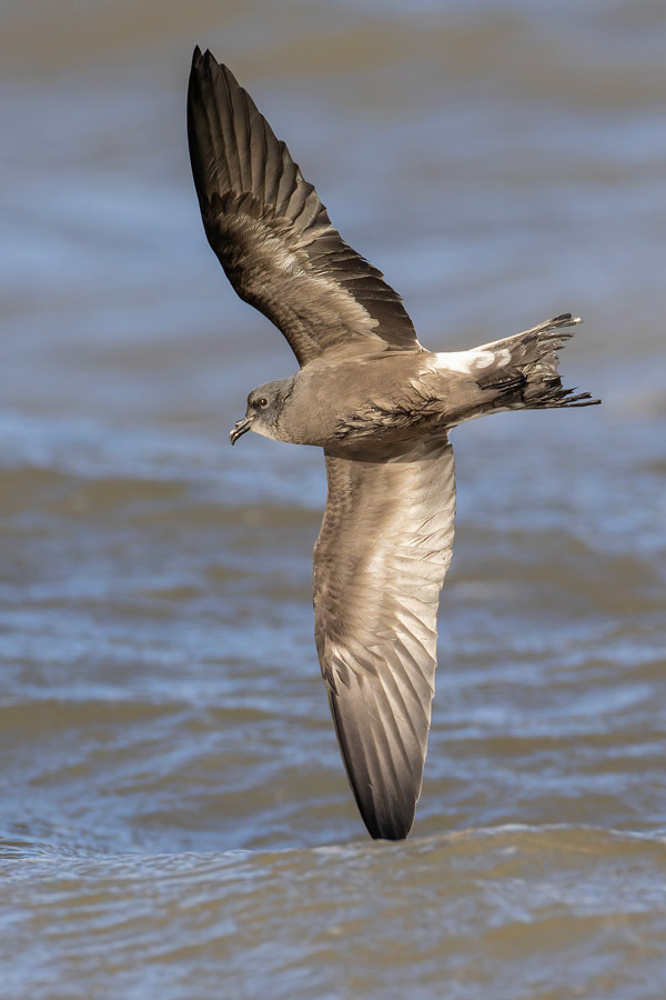 Leach's Petrel