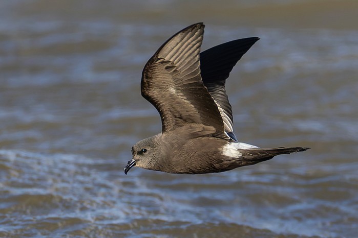 Leach's Petrel