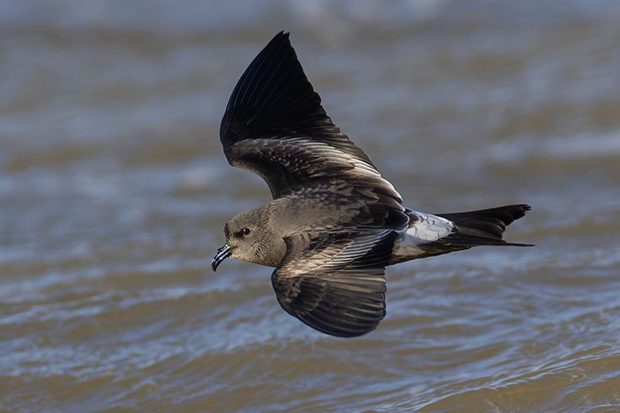 Leach's Petrel