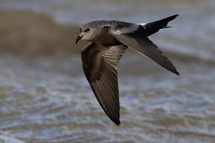 Leach's Petrel