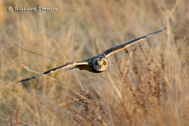 Short-eared Owl