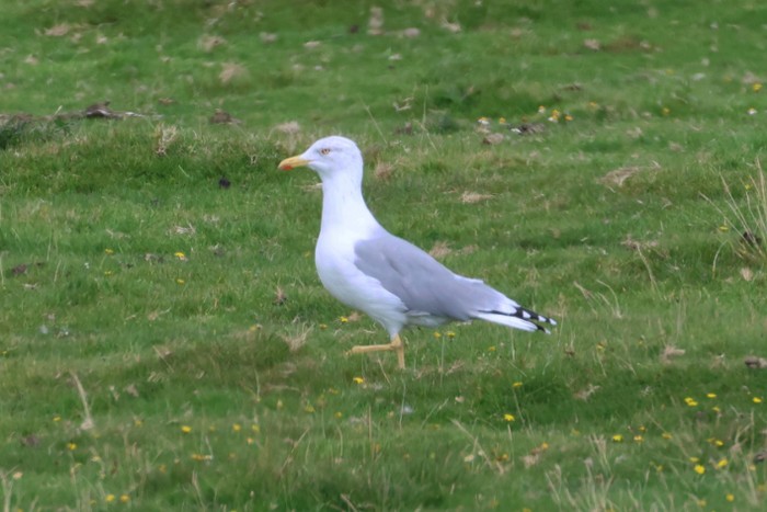 Yellow-legged Gull
