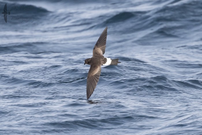 Wilson's Petrel