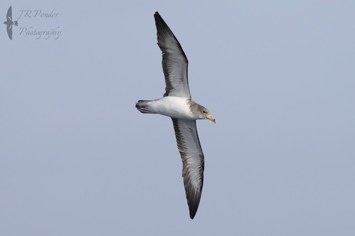 Cory's Shearwater